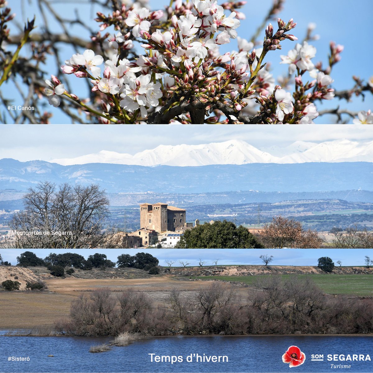 Som Segarra tweet media