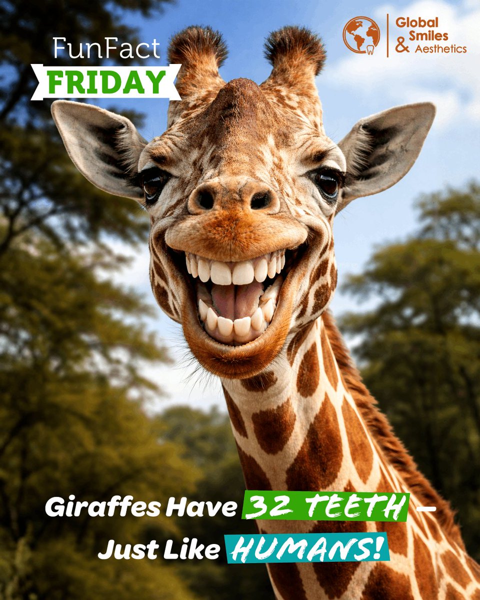 🦒 Fun Fact Friday! 🦷🌿

#Giraffes Have 32 Teeth — Just Like #Humans 😁✨!

But they use their super-long #tongue 👅 to grab leaves from tall #trees 🌳✨.

While they stretch for #food 🍽️, we stretch for our #toothbrush 🪥😉.

#FunFactFriday #DentalFun #HealthySmile