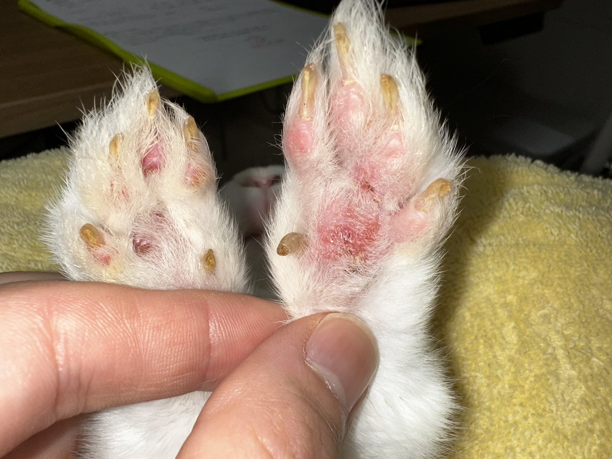 dattman2024's tweet photo. うさぎの毛咬み(バーバリング)

手足や胸の毛を舐めまくることにより、脱毛→潰瘍→皮膚の壊死まで進行することも

ソアホックと似てますが、床材や体重の問題ではなく、ストレスやホルモンの影響などで舐めてしまうのが原因です

解決は容易ではないですが、避妊去勢やメンタルの薬で改善することも https://t.co/h5TFz1GEdp