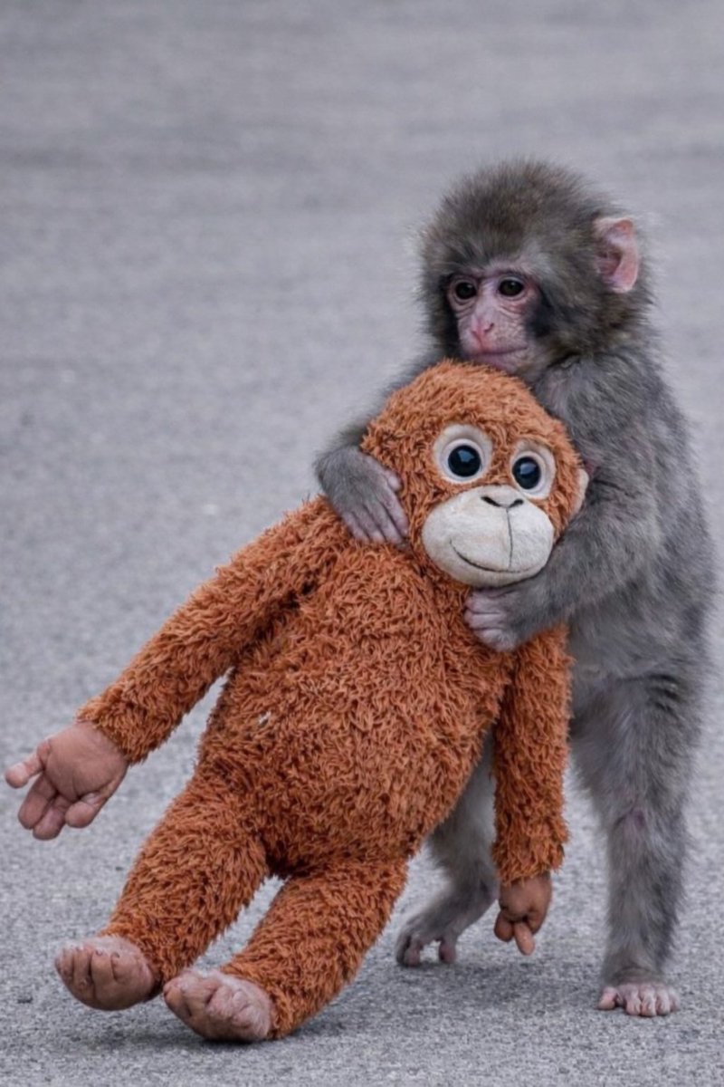 Zeynep Merdan tweet media