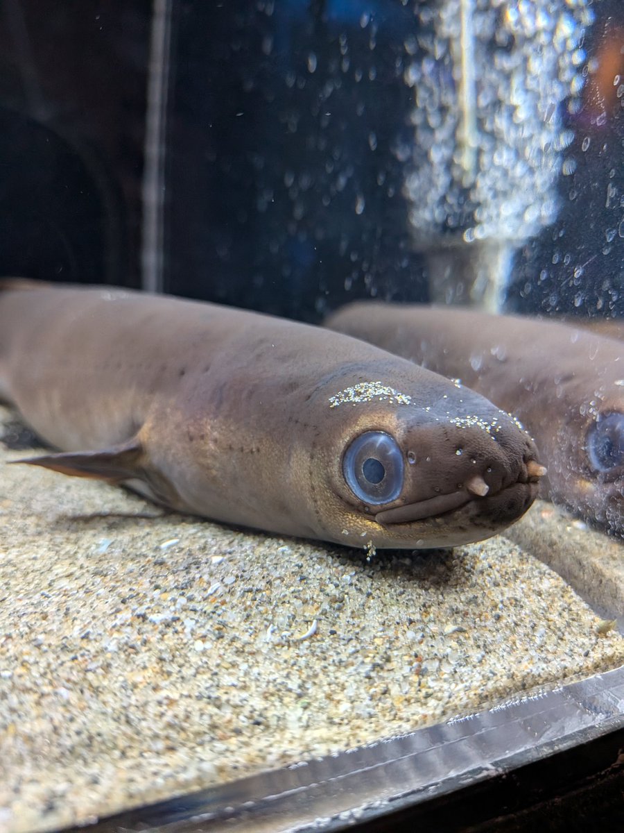 Komannman's tweet photo. たまたまウォット行ったら企画展やってた
バイカラウナギとかいう見慣れないウナギとかいて神 https://t.co/cl6lfoezCr