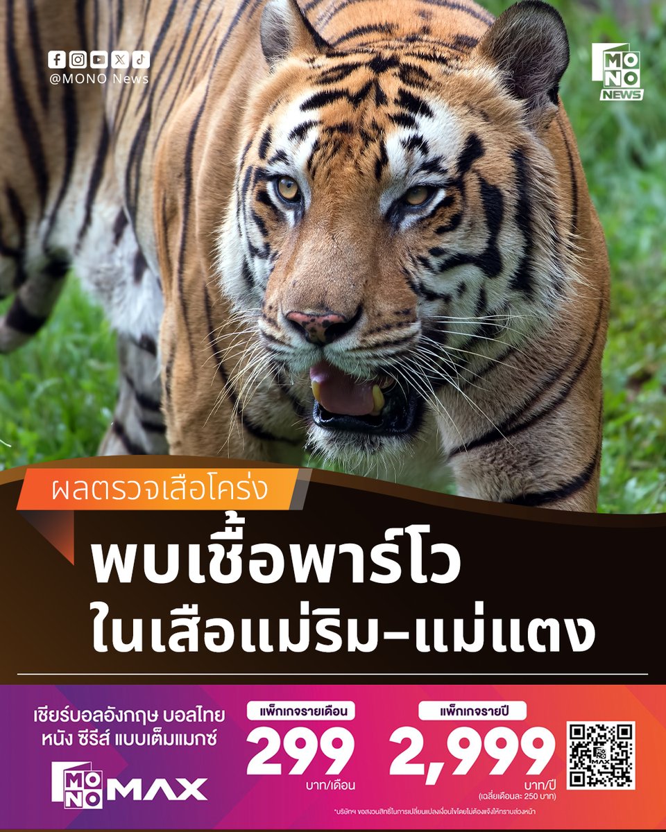 พบเชื้อพาร์โวในเสือแม่ริม–แม่แตง เร่งคุมโรค

ผลตรวจเสือโคร่งคุ้มแม่ริม–แม่แตง ตาย 72 ตัว พบติดเชื้อพาร์โวไวรัสและแบคทีเรียไมโครพลาสมา กรมปศุสัตว์เร่งพ่นฆ่าเชื้อ เตรียมฉีดวัคซีนป้องกัน 

---
รายละเอียดเพิ่มเติม - mono29.com/news/543151.ht…
---
#MONONews #เสือโคร่ง #ไข้หัดแมว