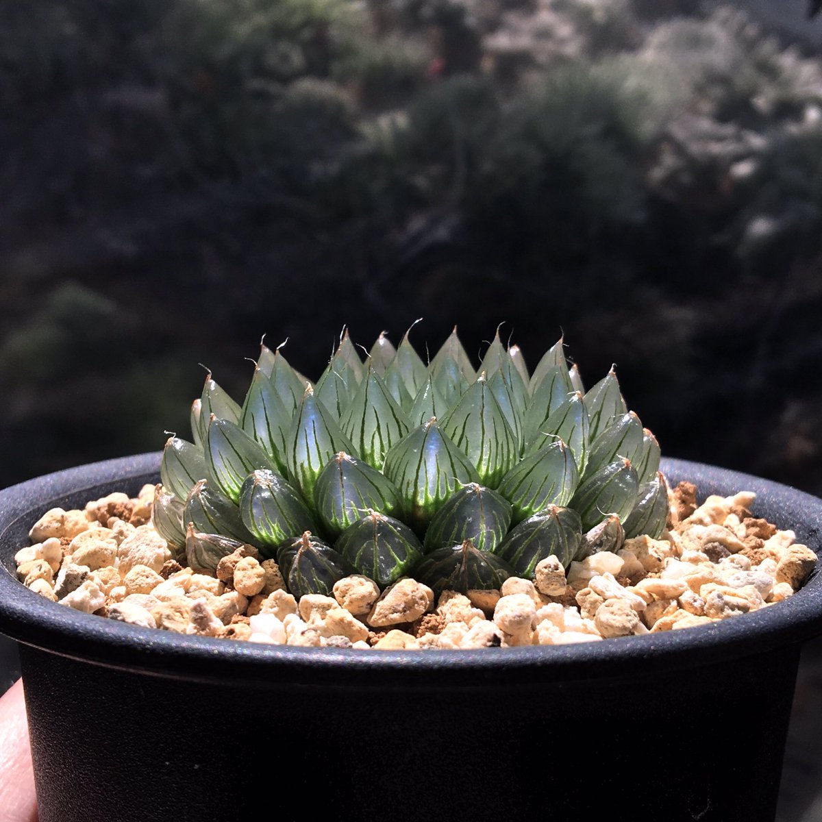 こちらも3.5号鉢にて H. '出藍' 大きくなるかと思いきやサイズは変わり