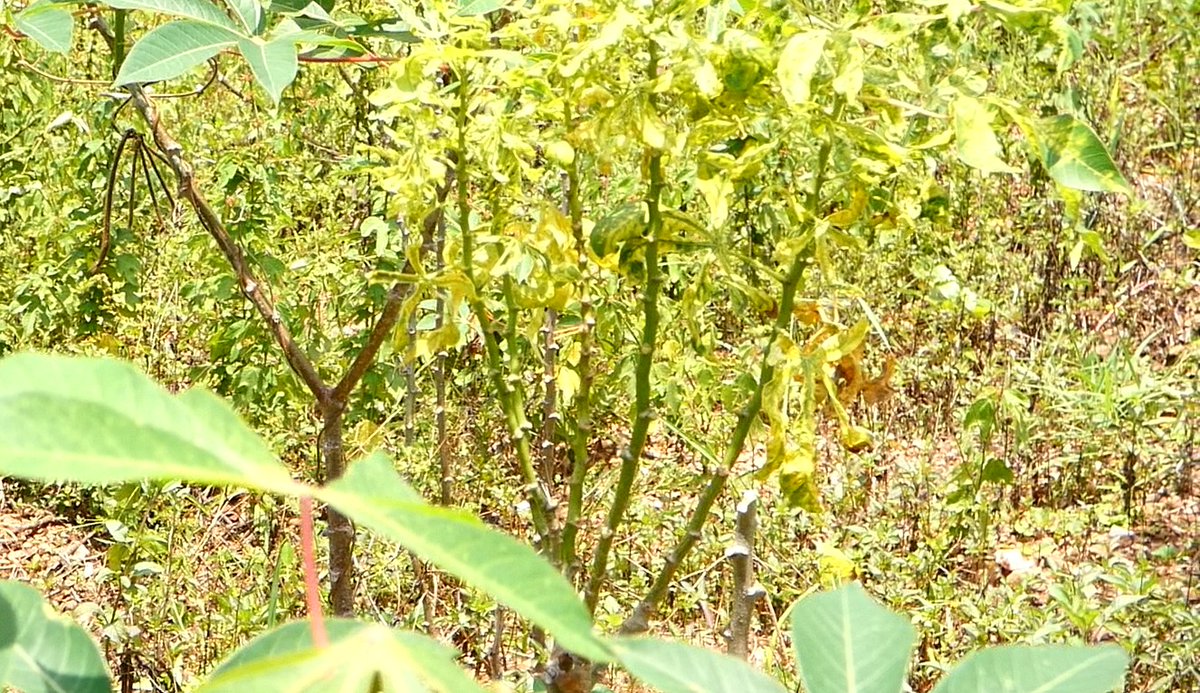 BPlusTvRwanda's tweet photo. Abahinzi bo mu kibaya cya Yanza bo muri @kanyinya_sector na #Jali @Gasabo_District barasaba ko bahabwa imbuto z'imyumbati nzima kuko izo bahinga zihorana uburwayi ntizitange umusaruro.@RwandaAgriBoard @RwandaAgri https://t.co/2OwslhEzIU