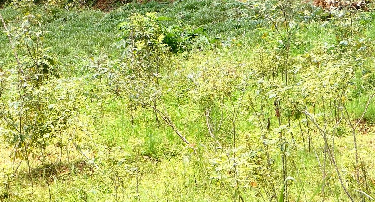 BPlusTvRwanda's tweet photo. Abahinzi bo mu kibaya cya Yanza bo muri @kanyinya_sector na #Jali @Gasabo_District barasaba ko bahabwa imbuto z'imyumbati nzima kuko izo bahinga zihorana uburwayi ntizitange umusaruro.@RwandaAgriBoard @RwandaAgri https://t.co/2OwslhEzIU