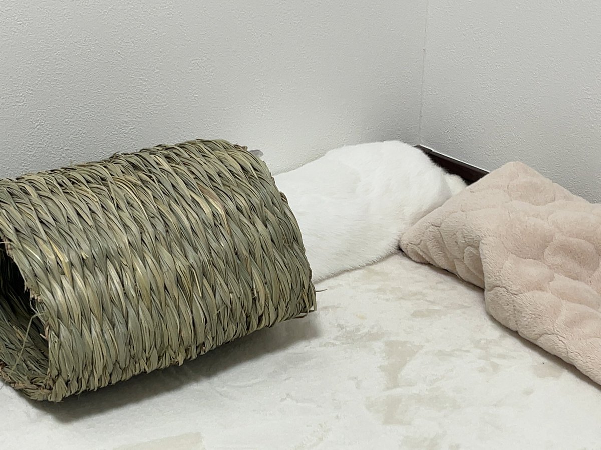 ふぶきちゃんも参加しますよ〜

このふわふわのおちりに触るチャンス😉