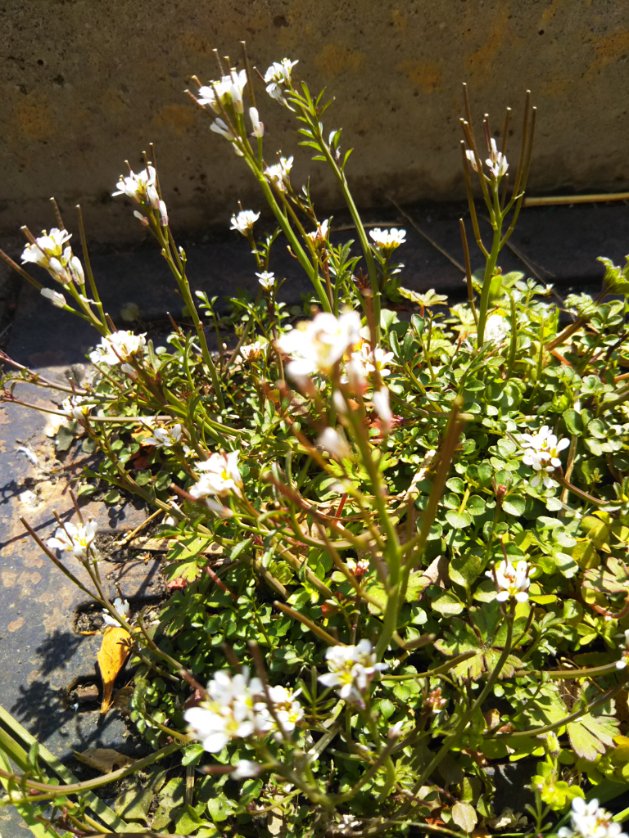 うんと昔に撮った雑草。 今週末は春だねぇ。 とりあえず、春は愛でよう