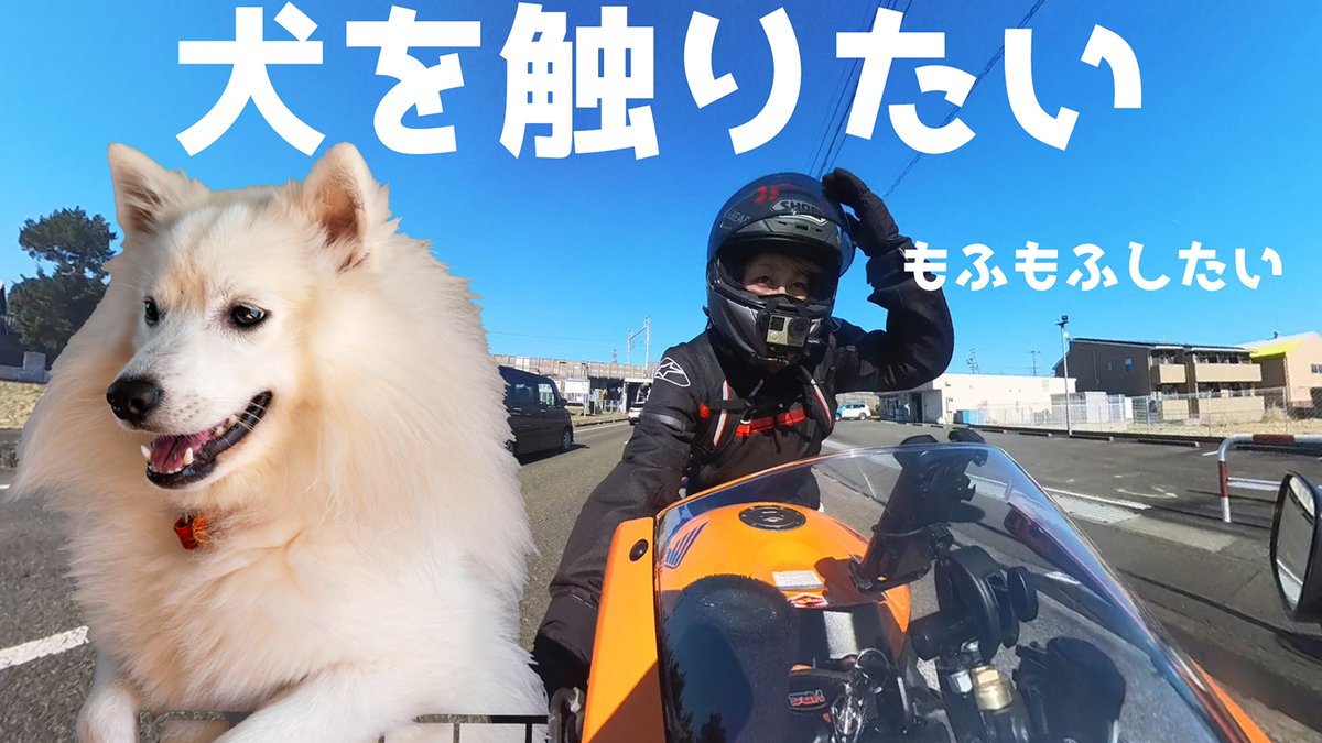 動画更新】 いっぬをさわりたくてたまらなかった 【最高】大型犬と