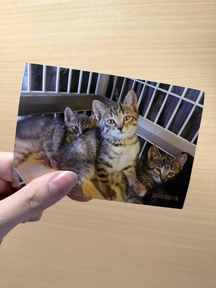 kiriake0808's tweet photo. 昔のニャーゴの写真を見つけた💡(真ん中の子です)🐱 https://t.co/xuCafStFjV