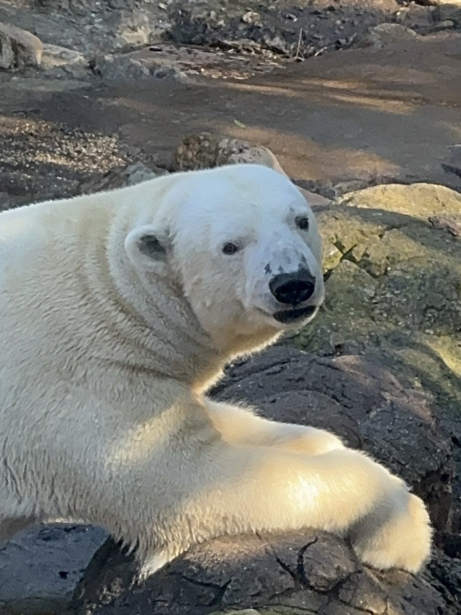 ありがとうの気持ちが届きますように。
大好きだよ。ゴーちゃん。

#ゴーゴありがとう
#TLをゴーゴでいっぱいにしよう 

#ゴーゴ
#天王寺動物園 #ズーラシア
#ホッキョクグマ