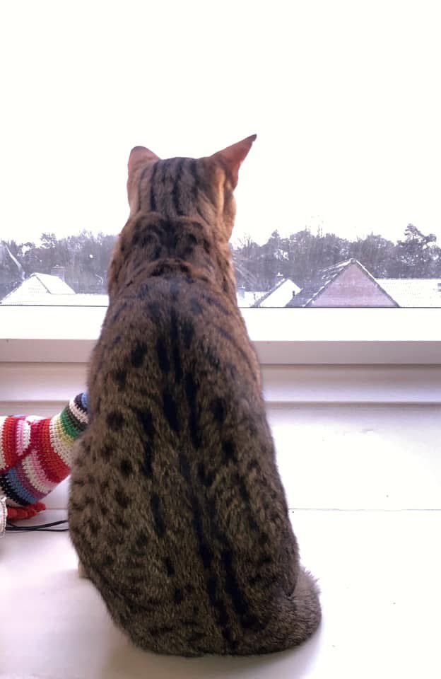 joekiejoekie's tweet photo. @Jootjedekat @Charlie_met_i_e Panter heeft hier meer dan een uur naar buiten zitten kijken. De verwarming zit hier net onder dus ik snap het wel. #simontroffee #wintercatolympics #sneeuwachterglas
@Charlie_met_i_e https://t.co/myYwTl6SdO
