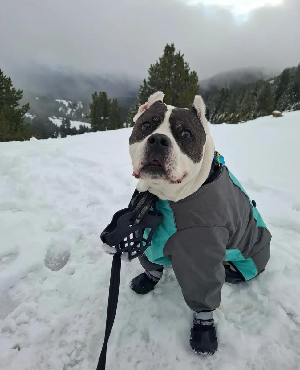 Lorenamoya12's tweet photo. @Garrett_Watts Hi! This is Mojito🍋‍🟩 a goofy nonchalant 12yo boy who will only move if there's food involved. 
He loves to roll on his back when he gets the zoomies and is the clumsiest being ever. 
I adopted him from the shelter 6y ago and he's brought light to everyone around him since🥰 https://t.co/GP1CmLjETi
