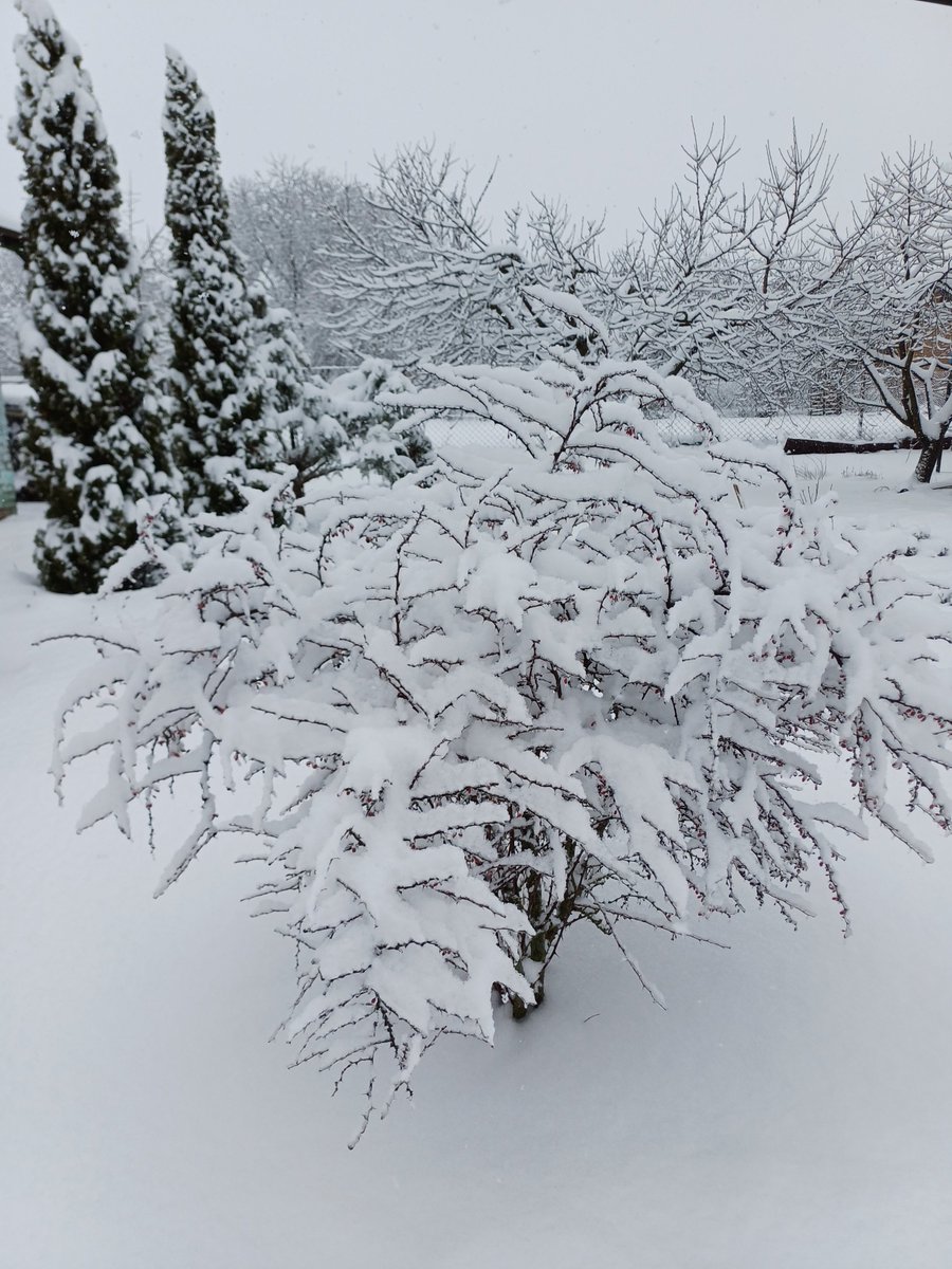 Пані Van de Kamp🌹 tweet media