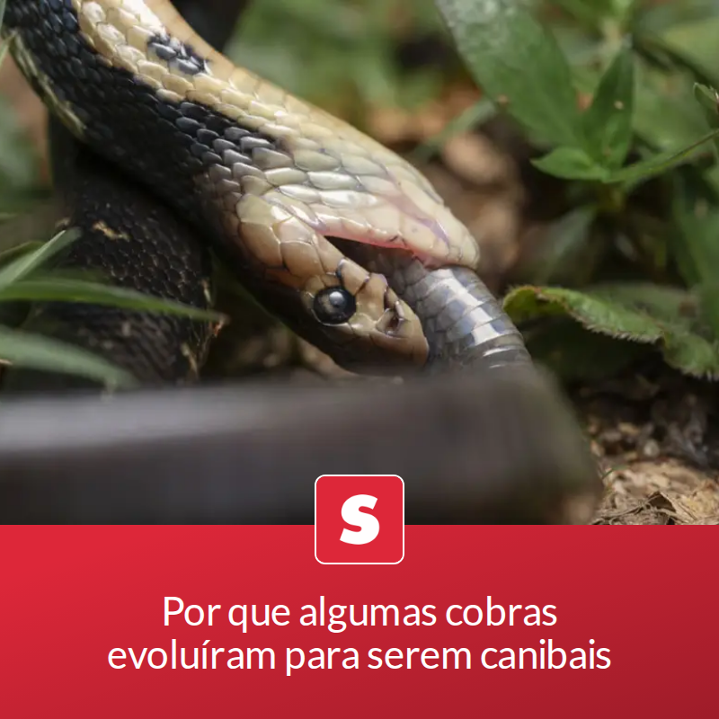 Por que algumas cobras evoluíram para serem canibais

Colegas de espécie, filhotes ou mesmo parceiros sexuais podem virar lanche para certos tipos de cobra, e dietas assim não são raras no reino animal

📖 Leia a matéria no link - mrf.lu/zWxQ