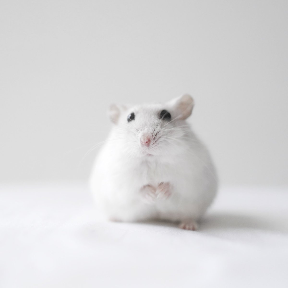 もふもふから片足がはみ出てる🐹