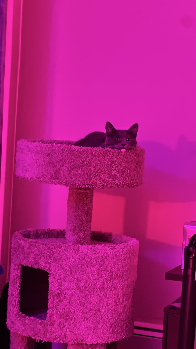 alxdec's tweet photo. @Garrett_Watts This is my baby Stormy, we got her at the shelter in early January and she’s a sweetie. As far as we know, she was a stray for the first two months of her life and then in a cage for six months. Apparently we were the only ones to show interest. Last pic is her at the shelter 🥹 https://t.co/CxzeqCEAJZ