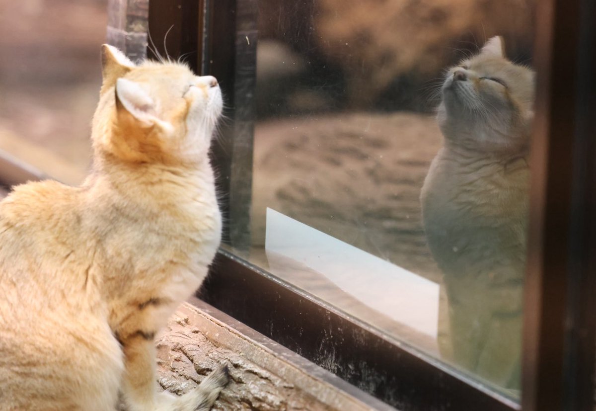 RT @na_chima_: あれ？知らないスナネコさんがいるぞ… でもスナネコは