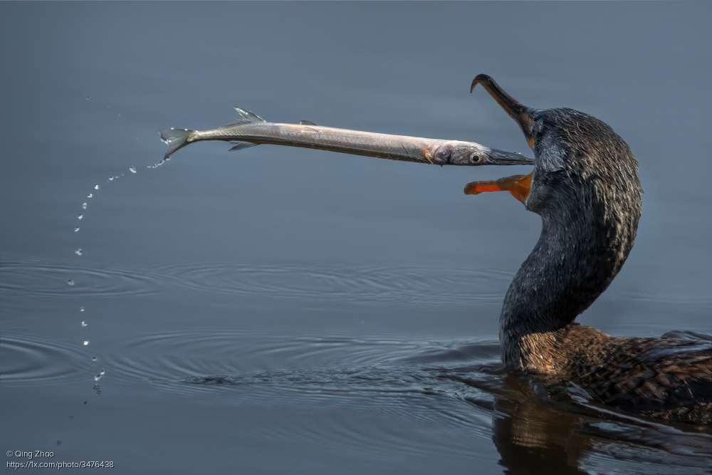 1x_com's tweet photo. Great moment to freeze in this image titled 'Ouch' by Qing Zhao. https://t.co/UWYfCnP9do #animals #birds #fishing #cathing #fish #prey #naturephotography https://t.co/OdTsU6bQI3