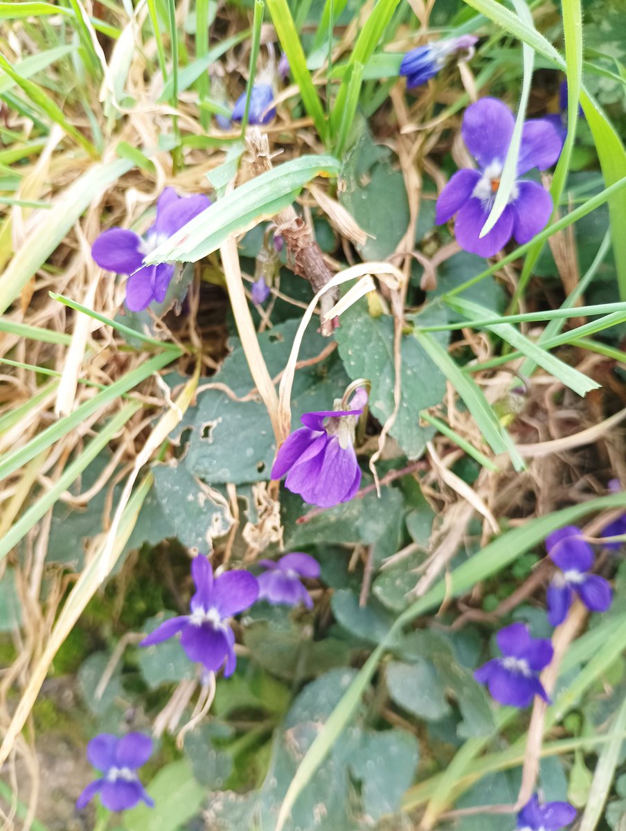 Encontré violetas!!!
Yupiiiii
Para vosotr@s