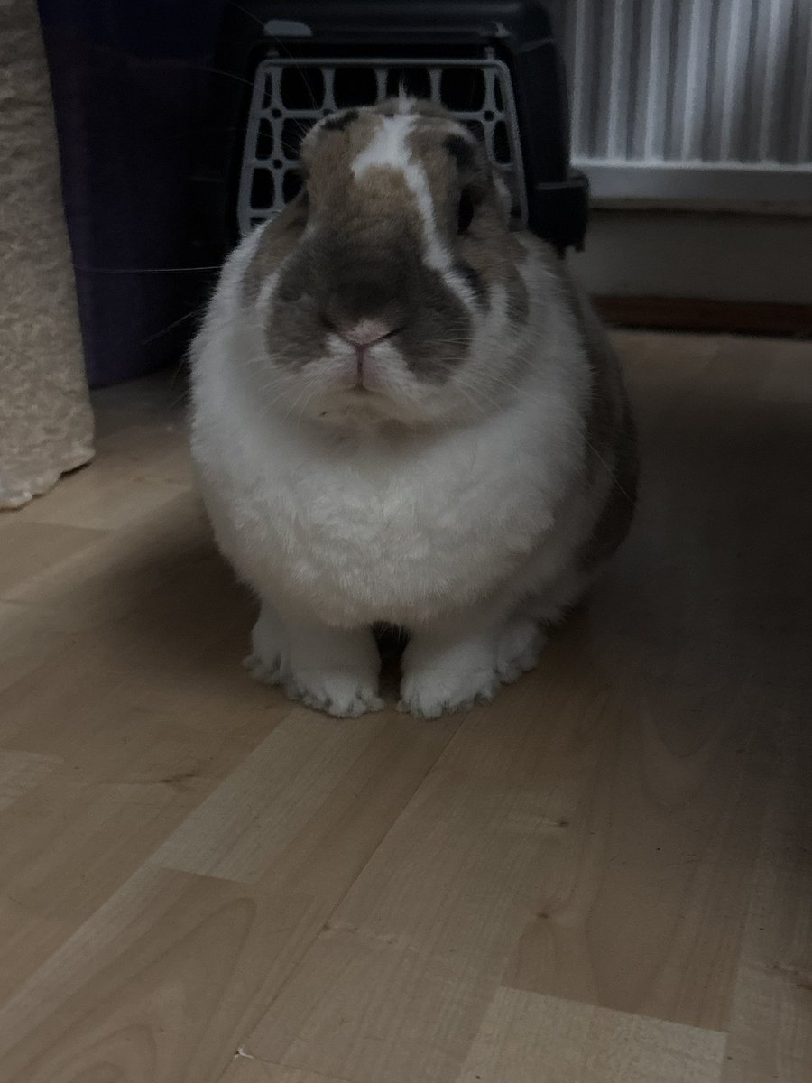 real bunnies always win