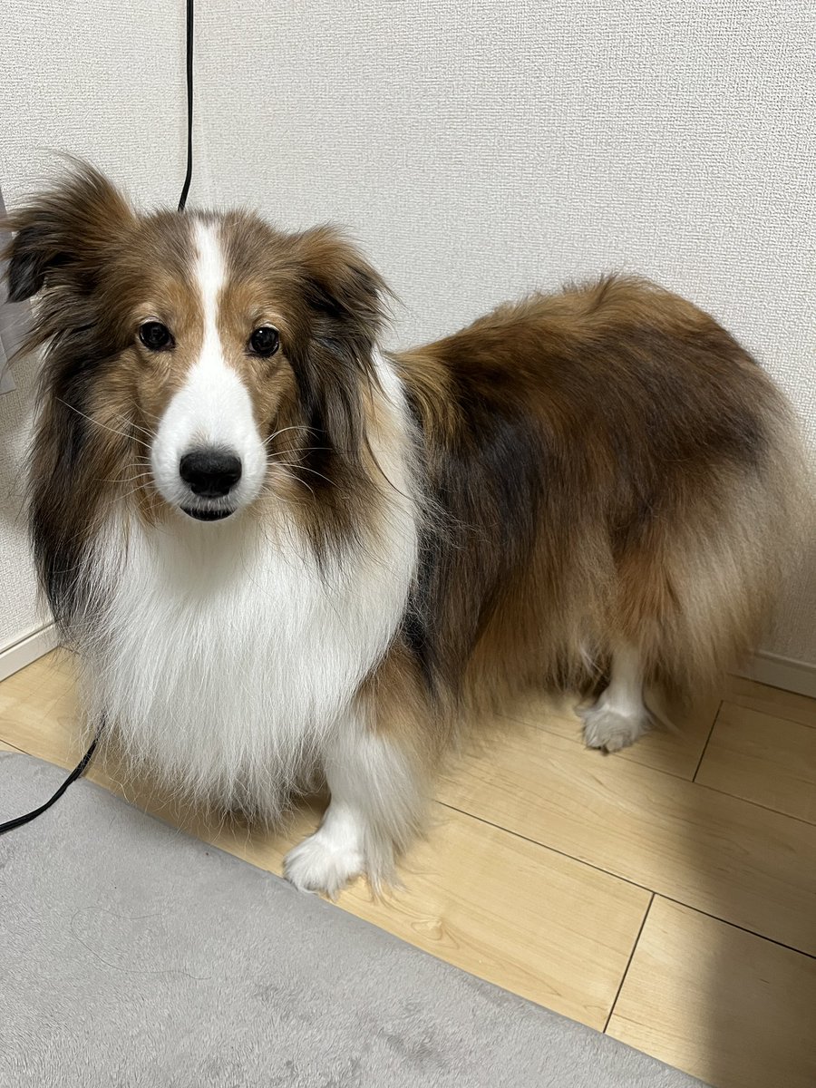 kaori_yang_'s tweet photo. 宇宙一かわいいねえ〜勉強やめて話しかけるとしっぽふってくるかわいい https://t.co/TDih11eSTU