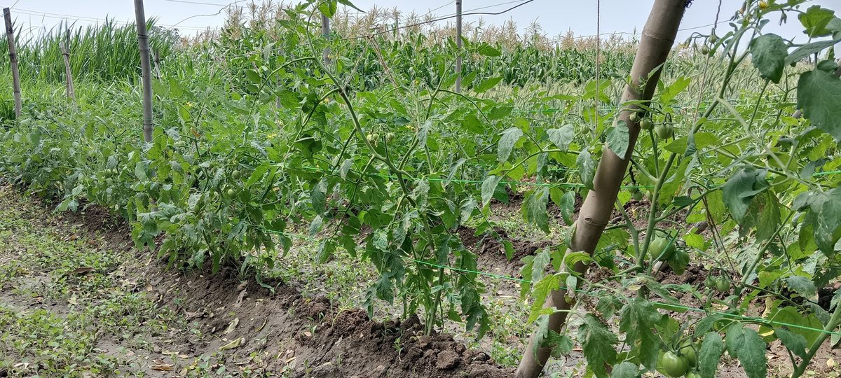 *સ્વસ્થ ,તંદુરસ્ત અને નિરોગી રહેવા માટેનો એક માત્ર ઉપાય એટલે ગાય આધારિત પ્રાકૃતિક ખેતી : પ્રગતિશીલ ખેડૂતશ્રી હિરાભાઇ ડામોર* <a href="/InfoGujarat/">Gujarat Information</a> <a href="/CollectorDahod/">Collector Dahod</a> <a href="/DahodDdo/">DDO Dahod</a>