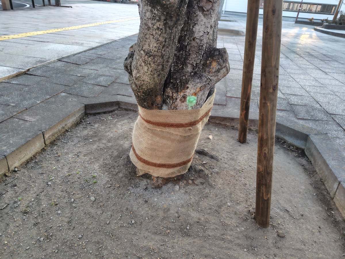 昨年8月、名取駅西口広場にある樹木の幹に空洞が生じているとの情報提供があり、都市計画課公園係に対応を依頼しました。樹木の専門家から診断を得て、先日適切な措置が施されました。東日本では珍しい種類とのこと。枯れてしまうことのないよう祈ります。