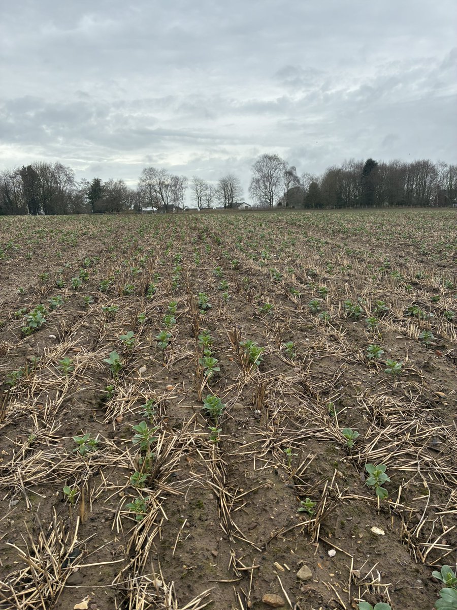 Daniel lievesley tweet media