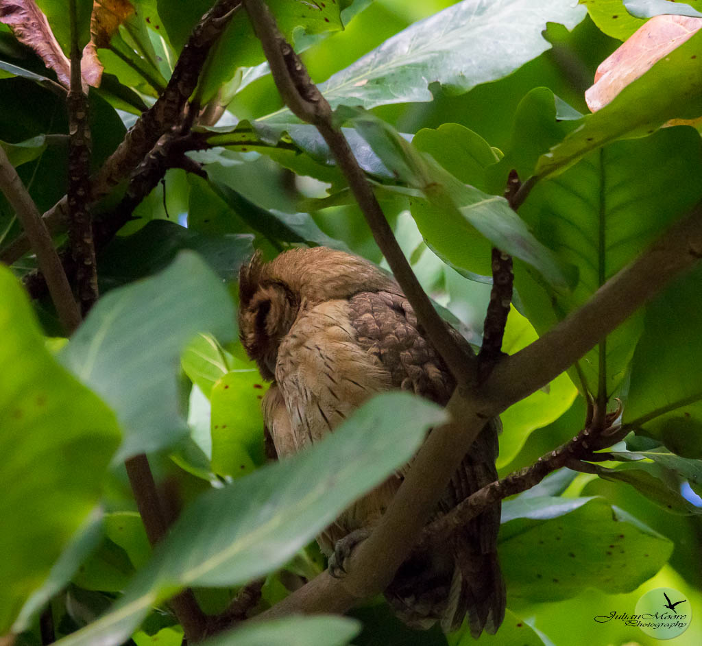euthusiastic's tweet photo. 🇯🇲 Day 1 of #GBBC2026 in Jamaica was unforgettable—38 species, 11 lifers, Read more 👉 https://t.co/JVA6vJUH36
___  #CaribbeanBirds #Birding #Jamaica #Birds #Ornithology #birdguide #  #CitizenScience @BirdsCaribbean @Birdlifejamaica https://t.co/HvIspP2BrQ
