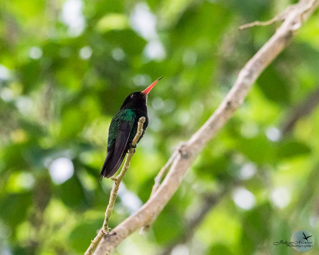 euthusiastic's tweet photo. 🇯🇲 Day 1 of #GBBC2026 in Jamaica was unforgettable—38 species, 11 lifers, Read more 👉 https://t.co/JVA6vJUH36
___  #CaribbeanBirds #Birding #Jamaica #Birds #Ornithology #birdguide #  #CitizenScience @BirdsCaribbean @Birdlifejamaica https://t.co/HvIspP2BrQ