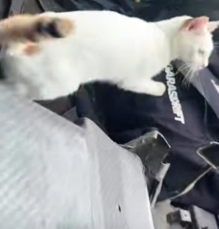 Where to go now #CingCat ;o) ~ #BNFC_Animal