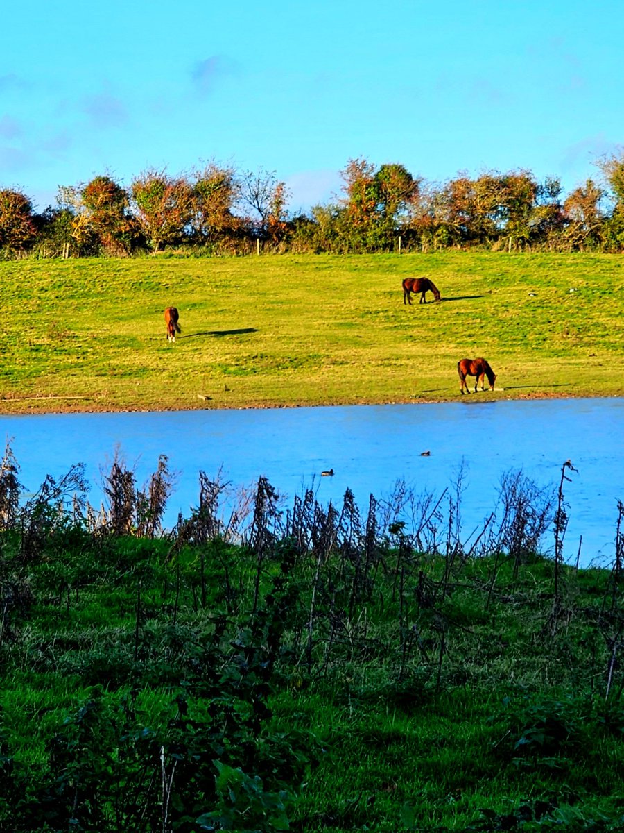 Horses
youtu.be/oNMnWTNCFSU?si…