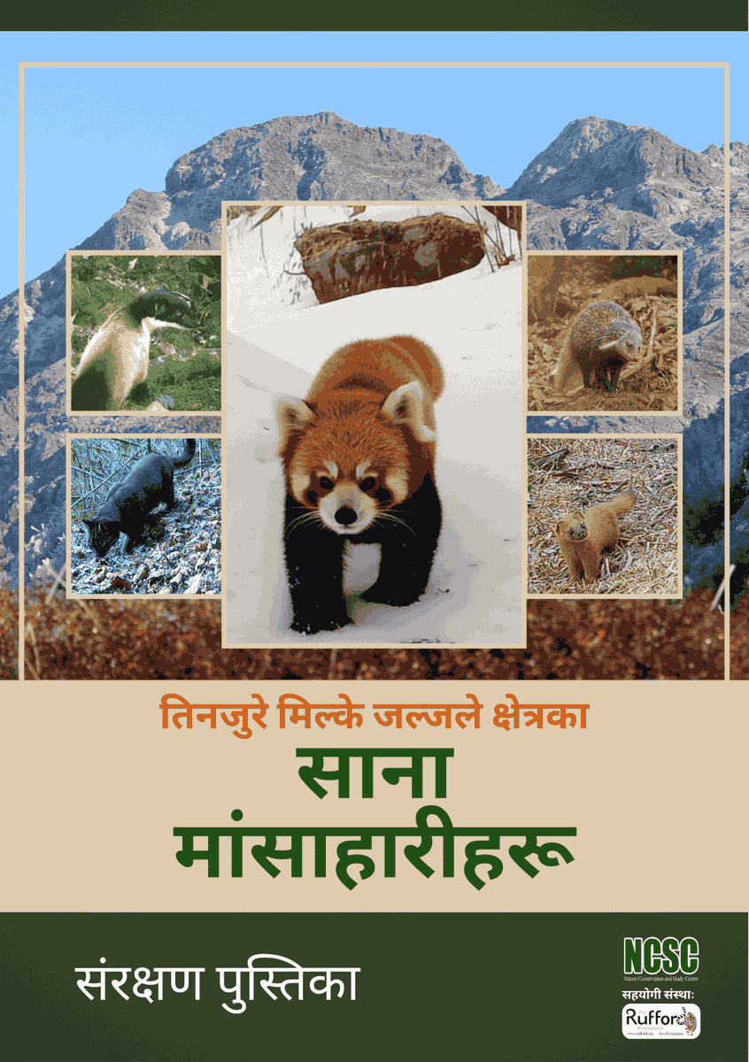 NCSCNepal's tweet photo. हाम्रो नयाँ पुस्तिका: TMJ क्षेत्रका साना मांसाहारीहरू! 🦊

Our new booklet on the Small Carnivores of the Tinjure-Milke-Jaljale region is out now! Designed in Nepali for local communities and Citizen Scientists. 🐾

Support @ruffordgrants 

🔗https://t.co/2uPVHVxSpx

#NCSC #TMJ https://t.co/9yRNWy4y6w