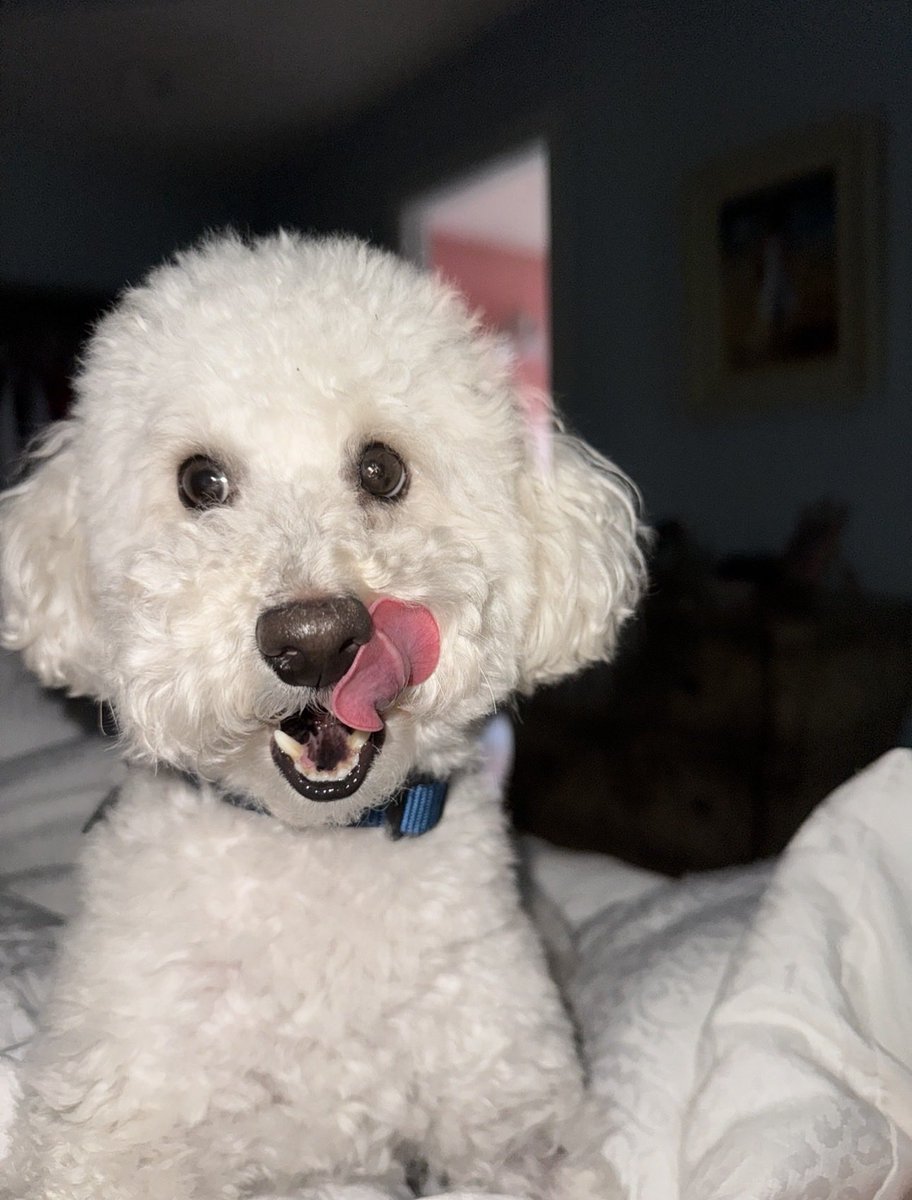 Shelby Mac tweet media