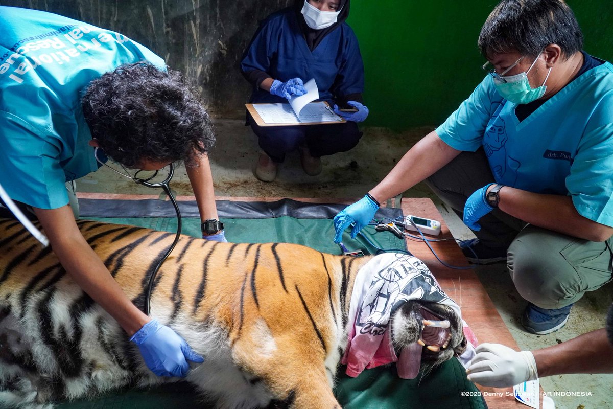 piyopikavet's tweet photo. Dokter hewan satwa liar

Kuliah kedokteran hewan
Ambil diploma spesialis medik konservasi

Otw menjadi master primatologi https://t.co/nhAAmZwnz5