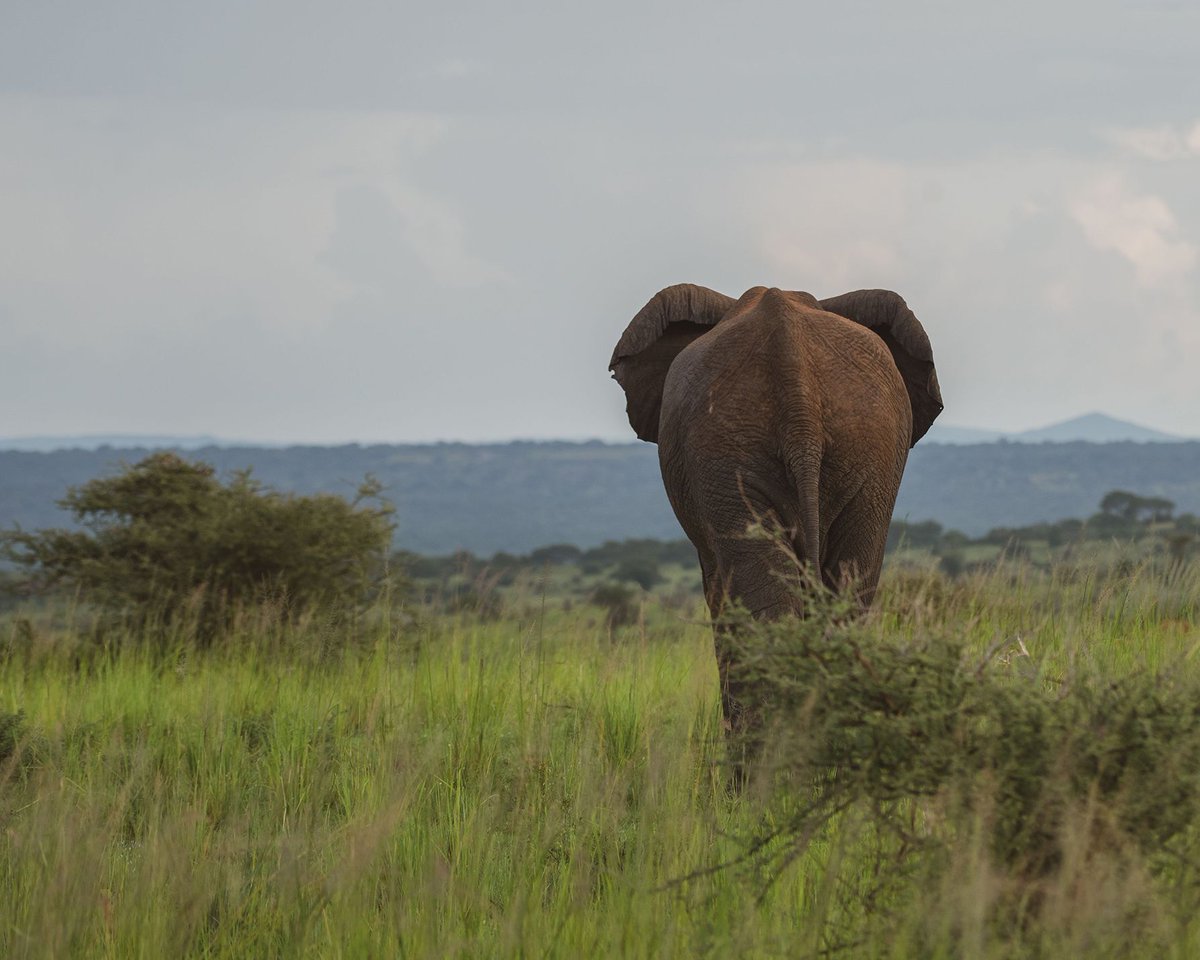 Mist Rwanda Safaris tweet media