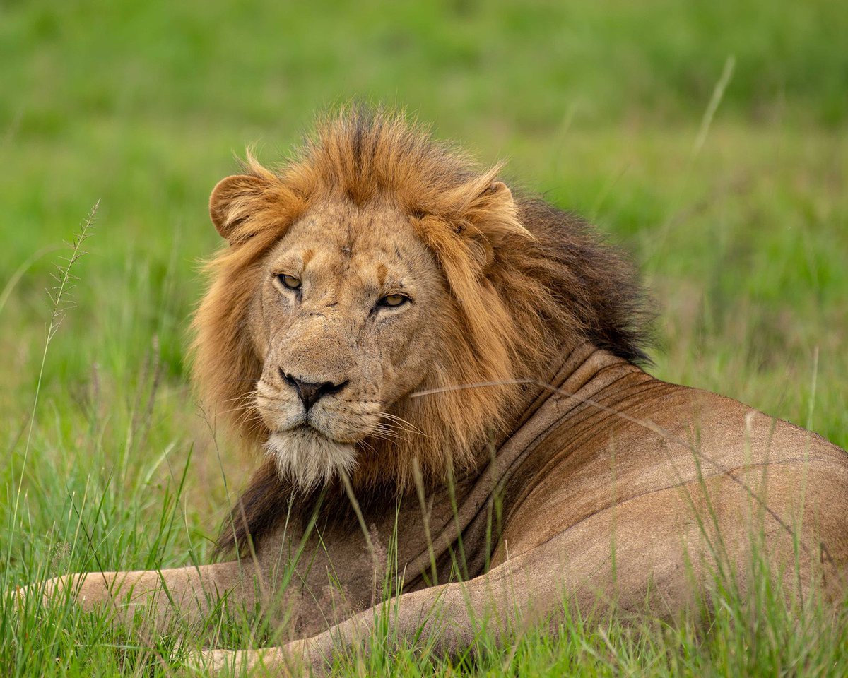 Mist Rwanda Safaris tweet media