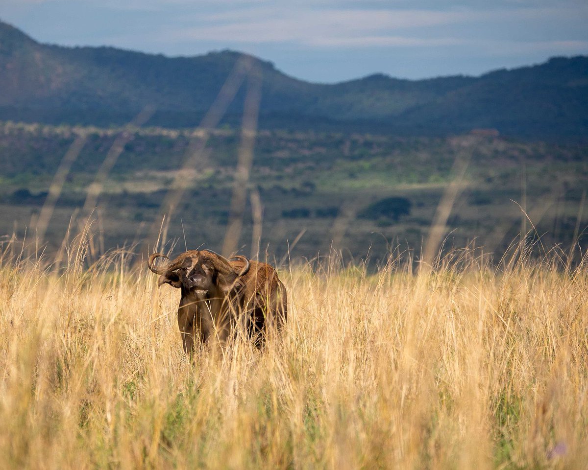 Mist Rwanda Safaris tweet media