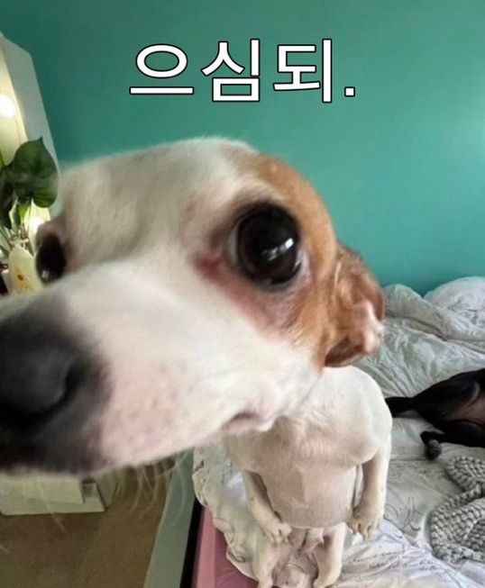 jiwon817864's tweet photo. 으심되.
#멤놀 #맘���뎀 #연능 https://t.co/vj3bdwKZGR