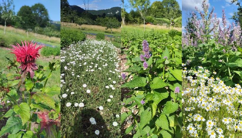 VISITE : LES TRÉSORS SPIRITUEUX DE LA VALLÉE DE LA LOUE: Du 06/02/2026 au 25/09/2026 > Mouthier-Haute-Pierre (25) lecomtois.com/e571747,.html?…