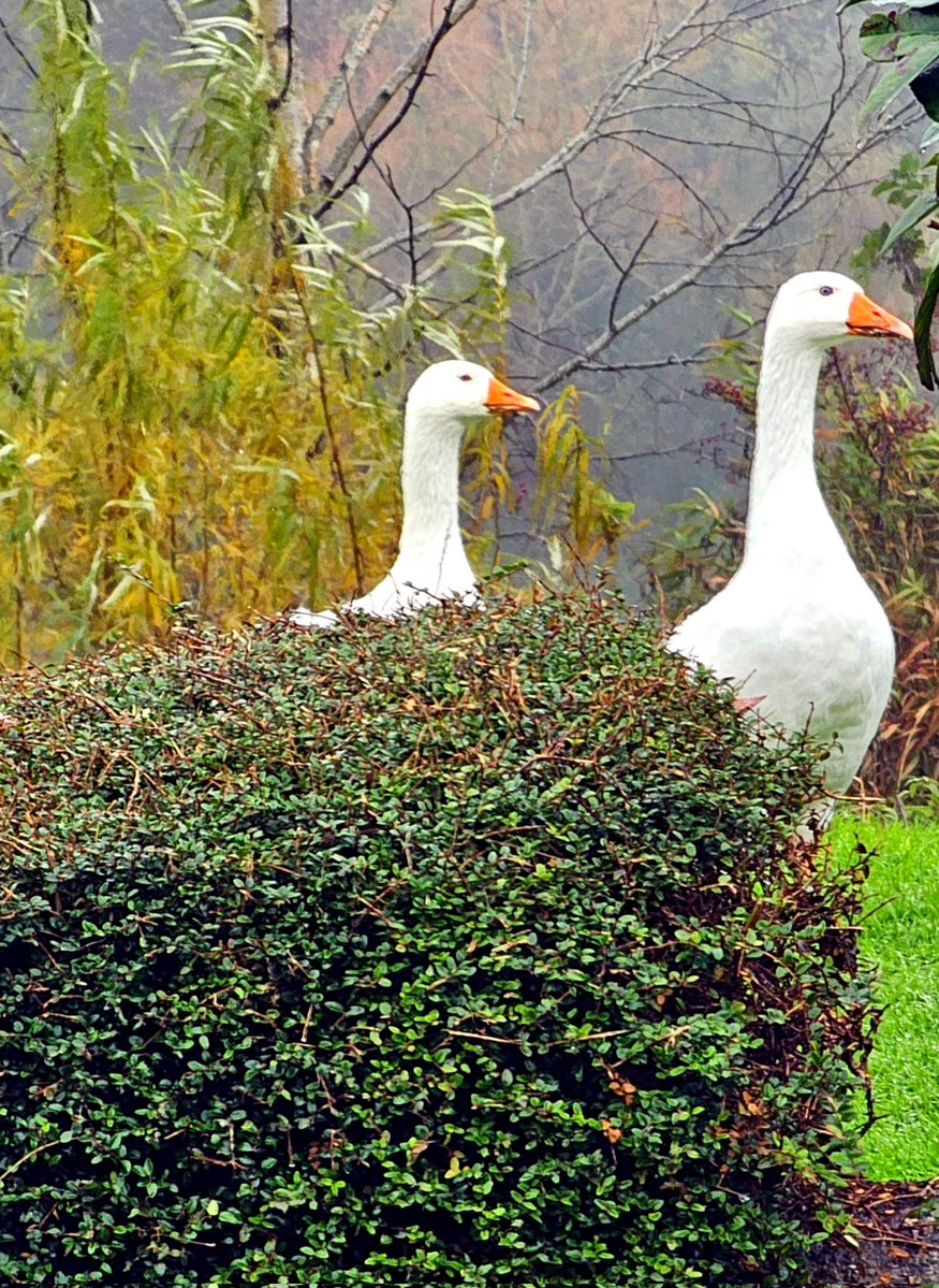 ᴀʙʙɪᴇ (@thehungryfox) on Twitter photo 