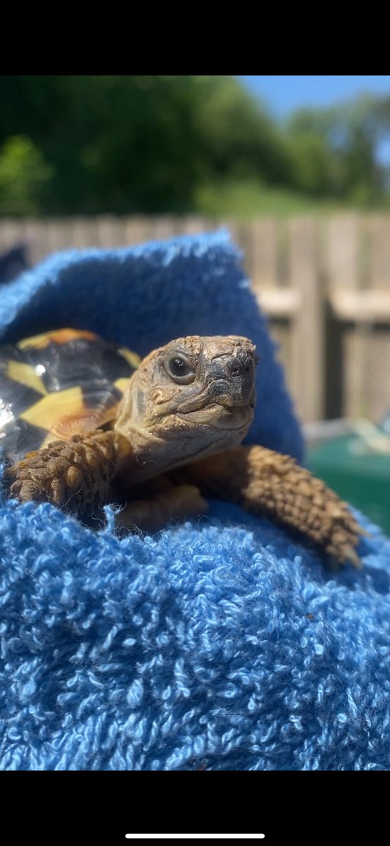 Summer Long tweet media