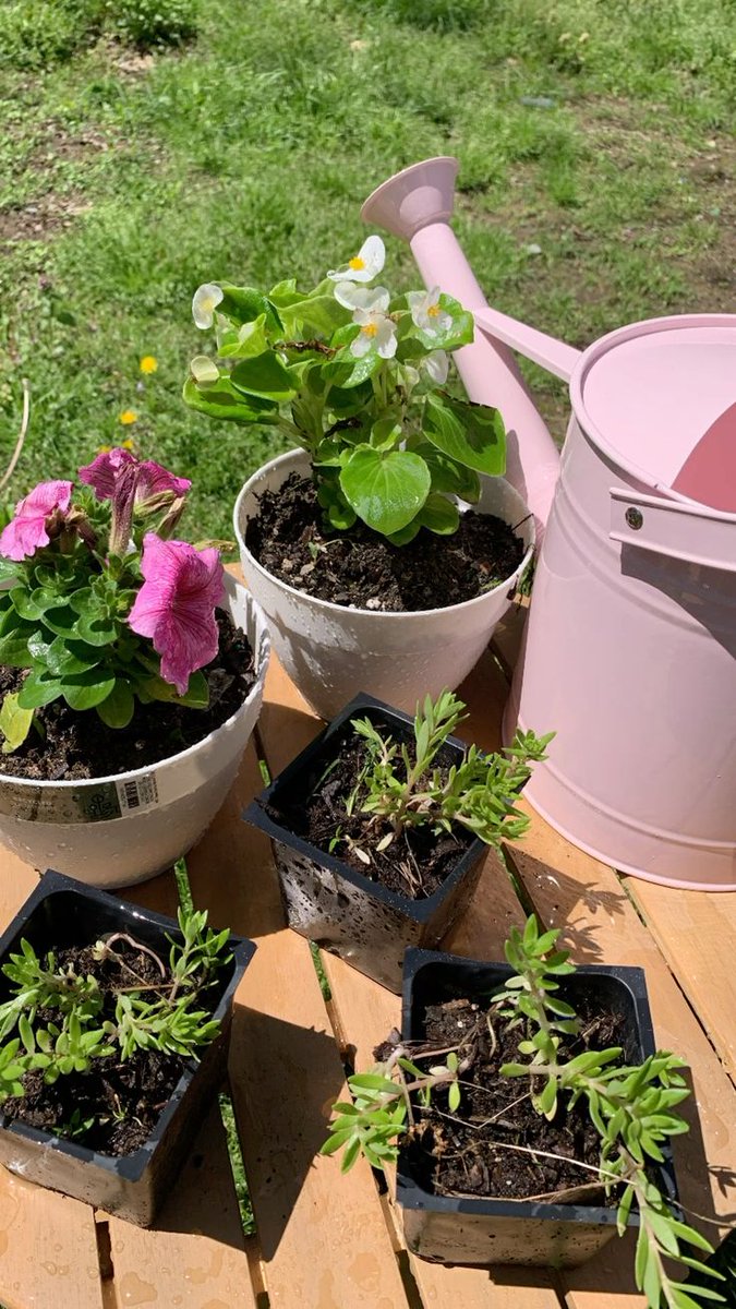 T3ddytonks's tweet image. Onde a vida floresce, o trabalho vale a pena. E Pode parecer bagunça, mas eu juro que tem um plano aqui!

#GardenLife, #MãoNaTerra  #HomeGarden.