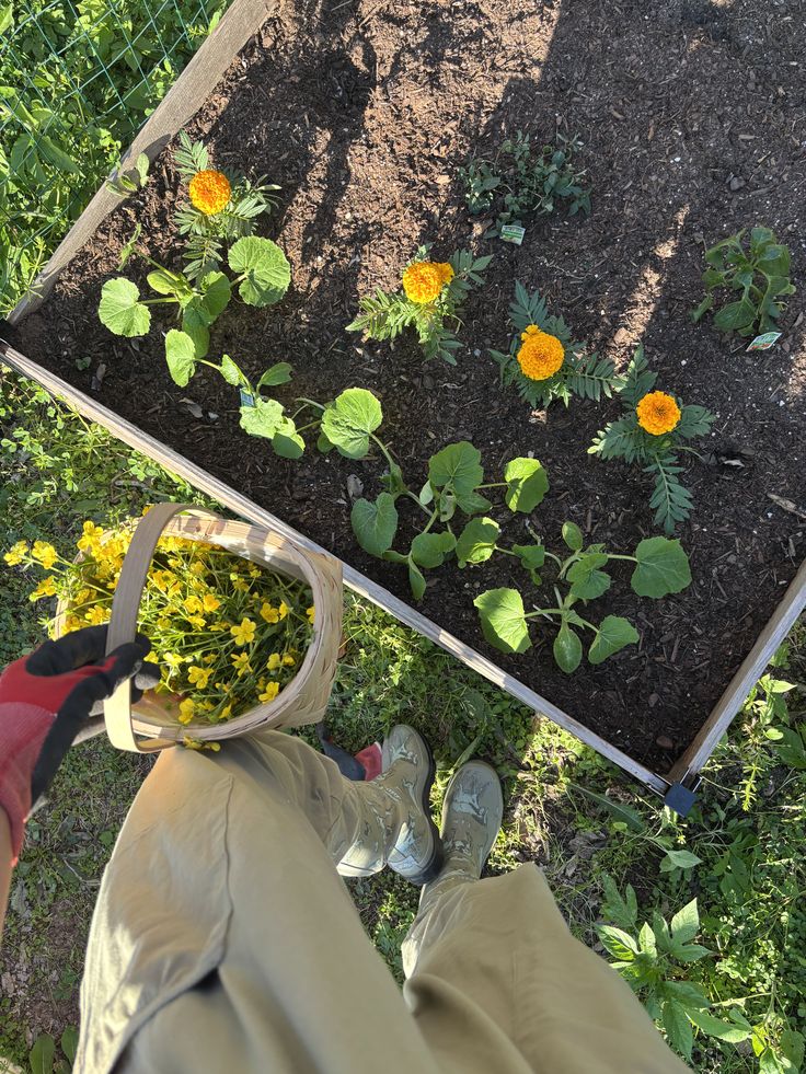 T3ddytonks's tweet image. Onde a vida floresce, o trabalho vale a pena. E Pode parecer bagunça, mas eu juro que tem um plano aqui!

#GardenLife, #MãoNaTerra  #HomeGarden.