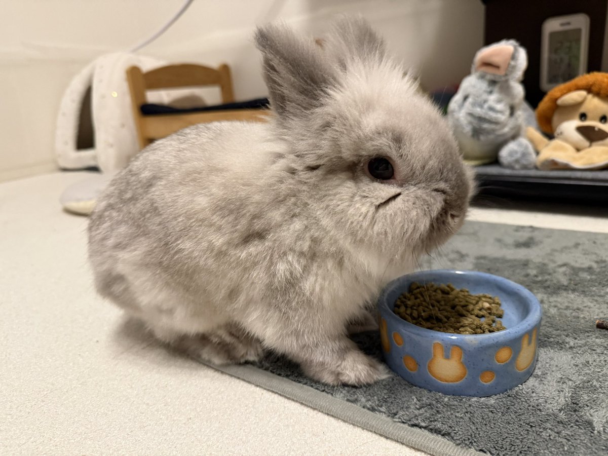 れおん🐰 tweet media