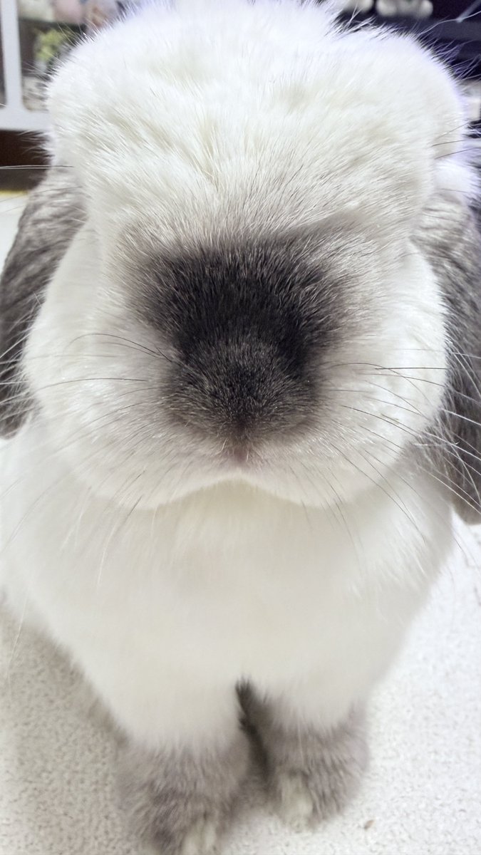 ほっぷ🐰(さくらこ) tweet media