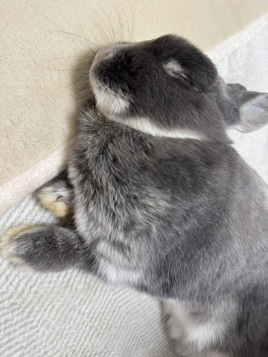 ○o。.🐰