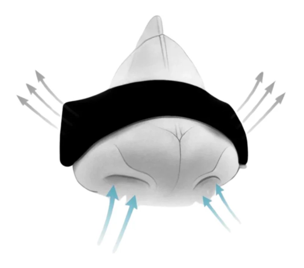 تُعد لصقات الأنف (Nasal Strips) حلاً ميكانيكياً بسيطاً يهدف إلى تحسين التنفس وتخفيف الشخير الناتج عن انسداد الأنف.

الفوائد والاستخدامات :
١- ​تخفيف الشخير: فعالة جداً إذا كان مصدر الشخير هو الأنف (بسبب الاحتقان أو ضيق الممرات)، لكنها أقل فاعلية إذا كان الشخير ناتجاً عن الأنسجة