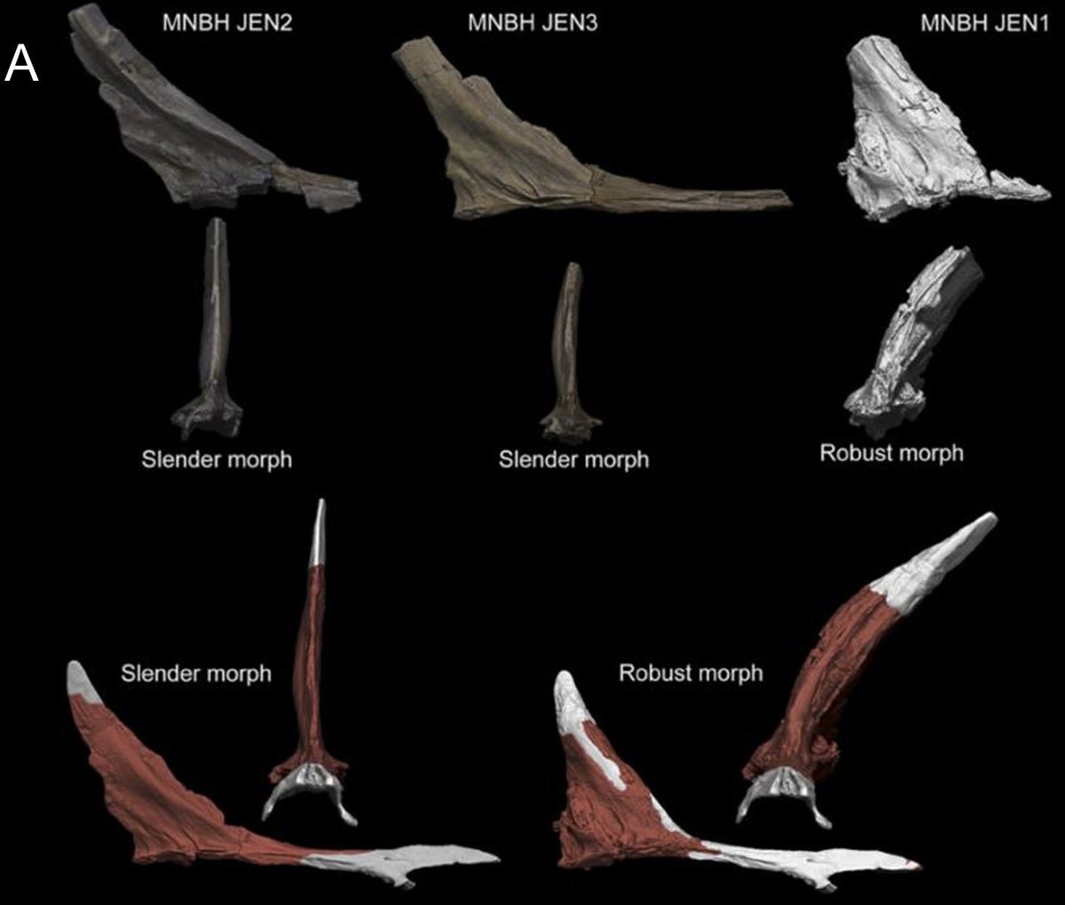 A hypothesis we have considered but without enough evidence to contrast. If there was crest dimorphism in #Spinosaurus, these are the two morphotypes we know currently in the specimens we found: a thicker crest and a slimmer crest: