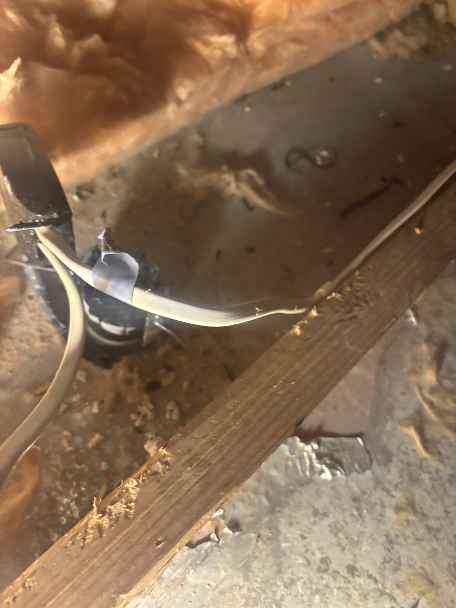 NickNjlight's tweet photo. When squirrels get in your roof space far more destructive than rats ! https://t.co/tVvk73GBV9